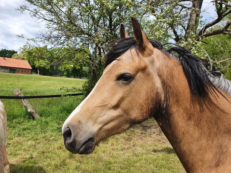 German Riding Pony Mare 8 years 14,2 hh Buckskin in Garbsen