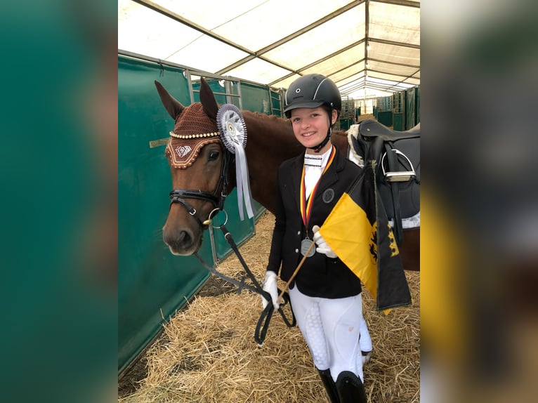 German Riding Pony Mare 8 years 14,2 hh Chestnut in Boll