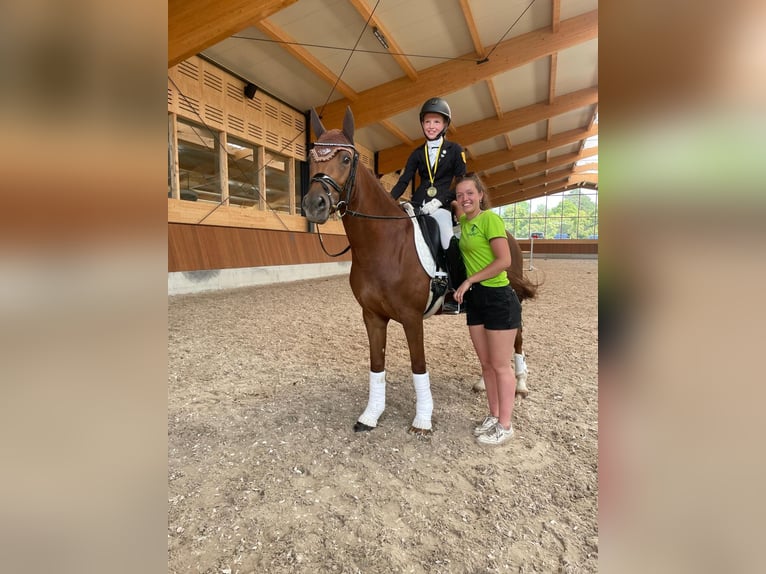 German Riding Pony Mare 8 years 14,2 hh Chestnut in Boll