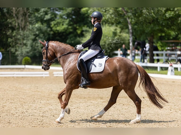 German Riding Pony Mare 8 years 14,2 hh Chestnut in Boll