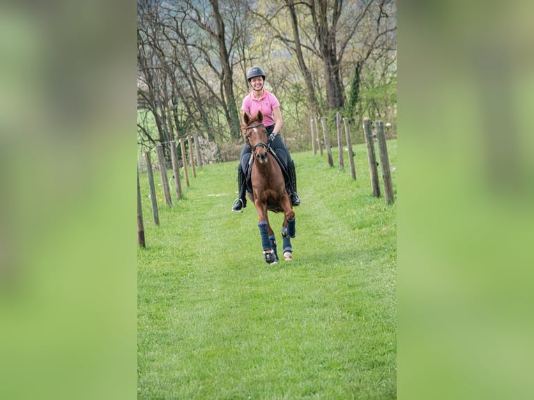 German Riding Pony Mare 8 years 14,2 hh Chestnut in Boll