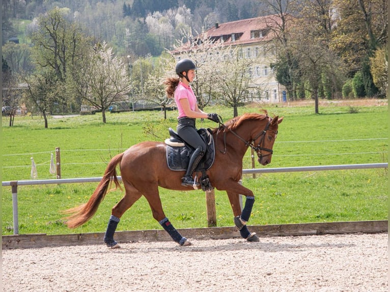 German Riding Pony Mare 8 years 14,2 hh Chestnut in Boll