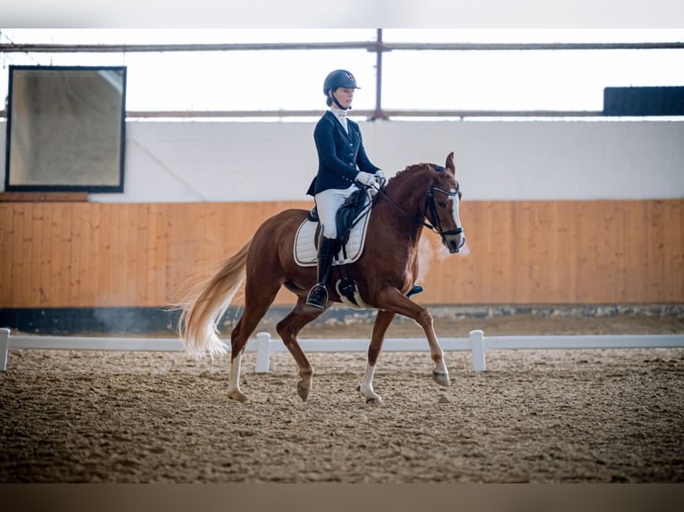 German Riding Pony Mare 8 years 14,2 hh Chestnut-Red in Rhede