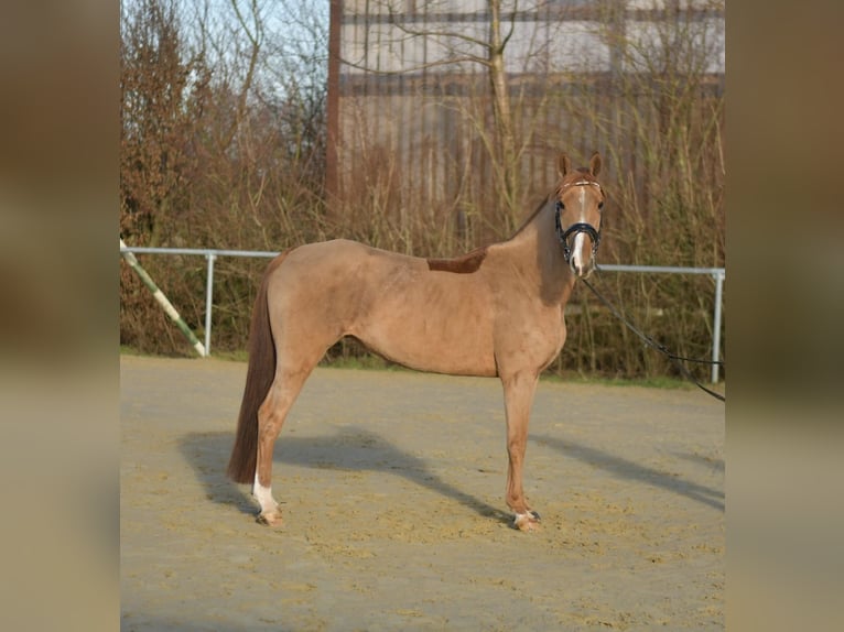 German Riding Pony Mare 8 years 14,2 hh Chestnut-Red in Geilenkirchen