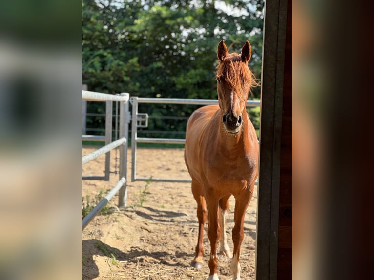 German Riding Pony Mare 8 years 14,2 hh Chestnut-Red in Stahnsdorf