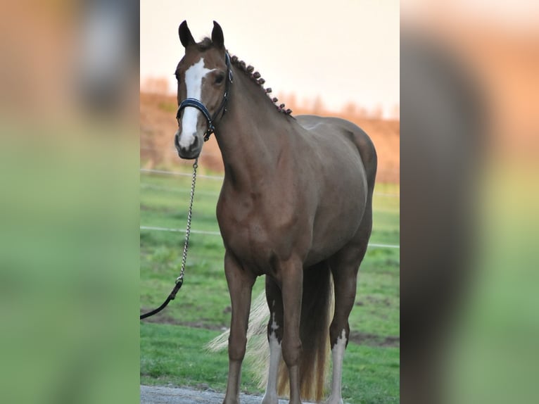 German Riding Pony Mare 8 years 14,2 hh Chestnut-Red in Chambery