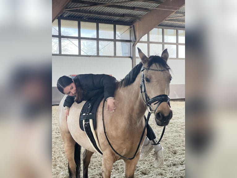 German Riding Pony Mare 8 years 14,2 hh Dun in Schwalmtal