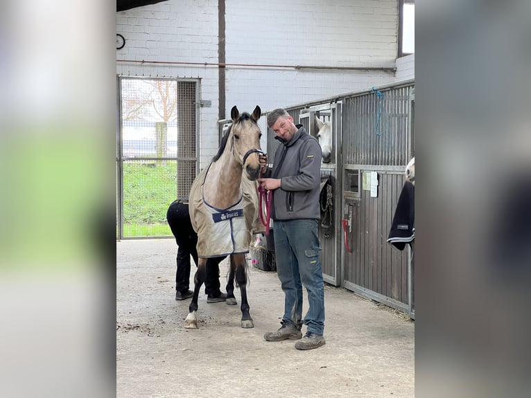 German Riding Pony Mare 8 years 14,2 hh Dun in Schwalmtal