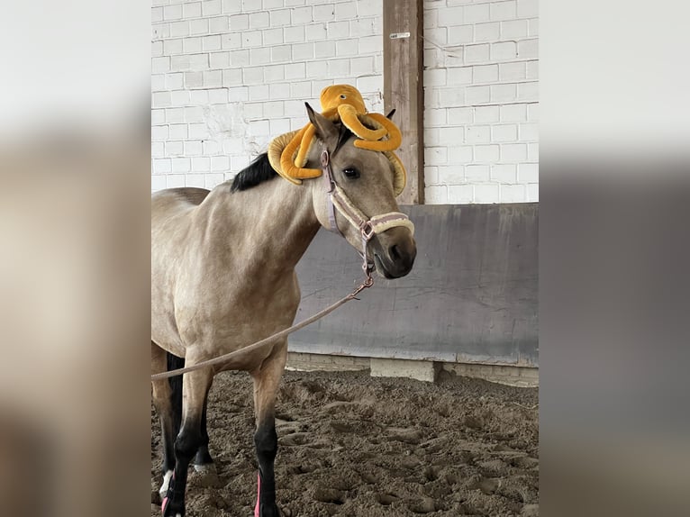 German Riding Pony Mare 8 years 14,2 hh Dun in Schwalmtal