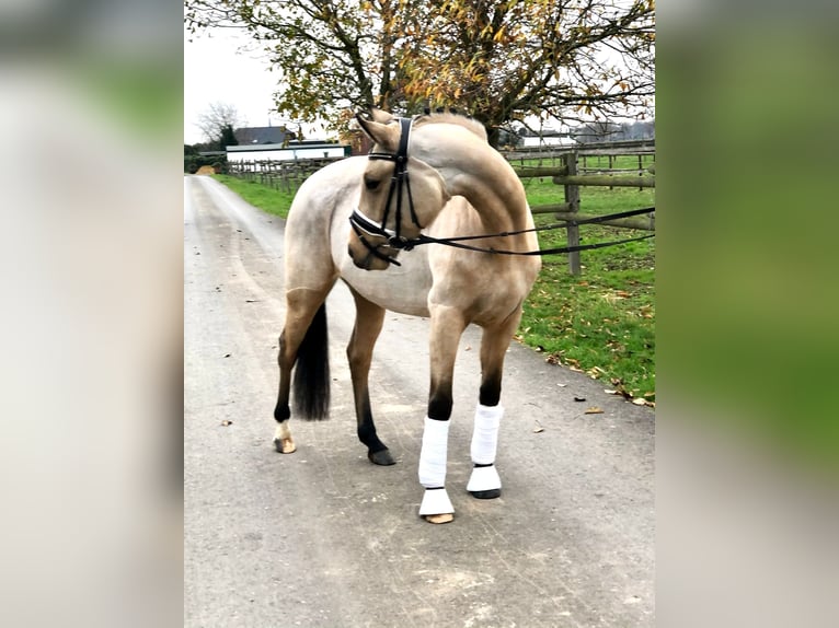 German Riding Pony Mare 8 years 14,2 hh Dun in Schwalmtal