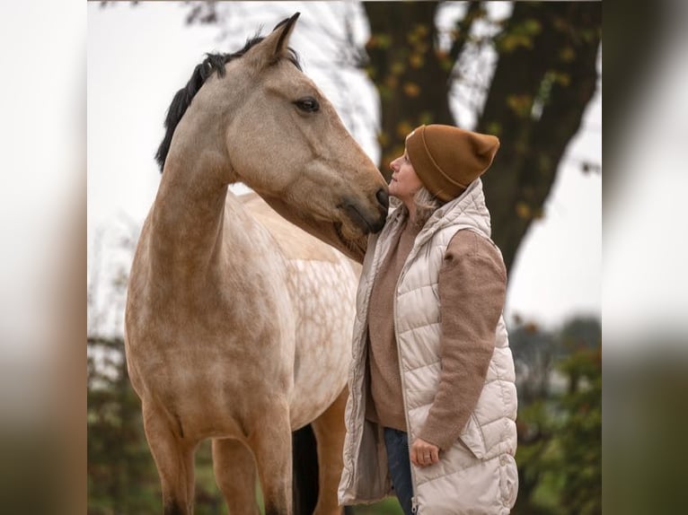 German Riding Pony Mare 8 years 14,2 hh Dun in Schwalmtal