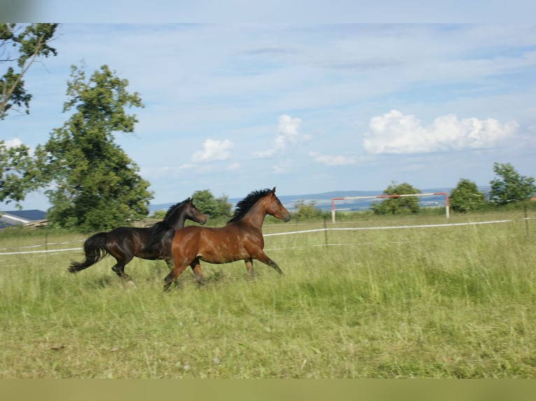 German Riding Pony Mix Mare 8 years 14,3 hh Brown in Sondershausen