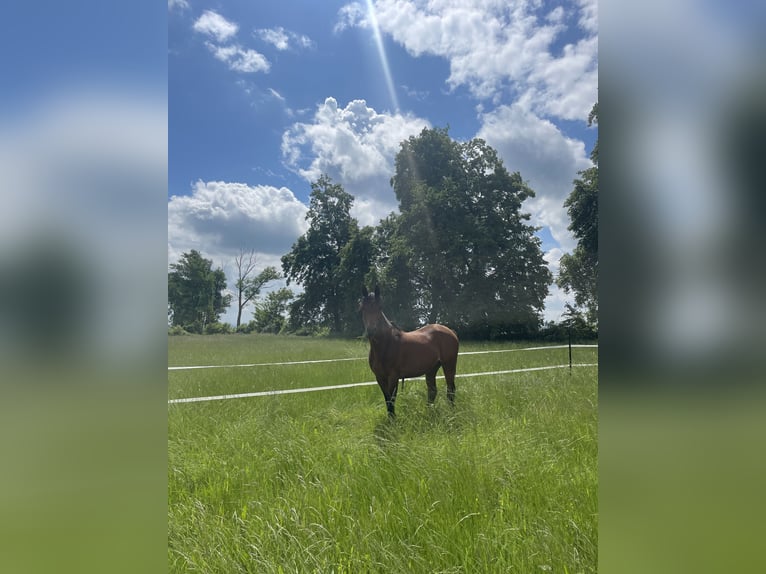 German Riding Pony Mix Mare 8 years 14,3 hh Brown in Sondershausen