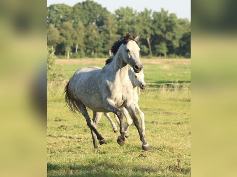 German Riding Pony Mare 8 years 14,3 hh Grey-Dapple in Uplengen