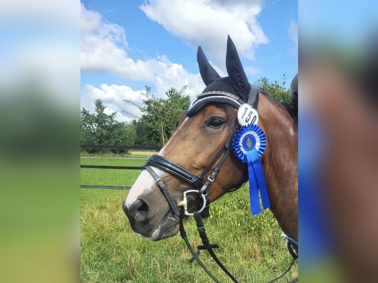 German Riding Pony Mix Mare 8 years 14,3 hh Pinto in P&#xFC;rgen