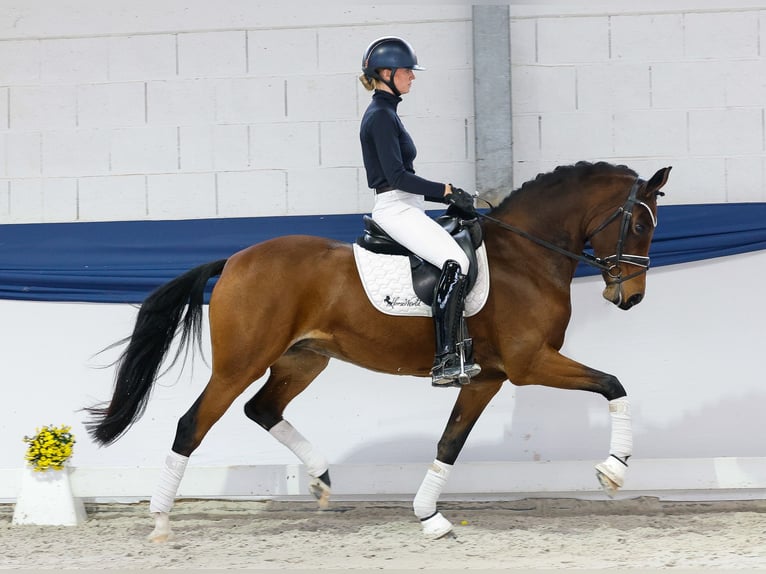 German Riding Pony Mare 8 years 15,1 hh Brown in Marsberg