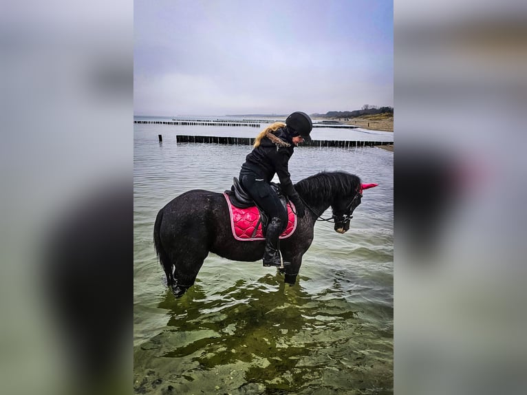 German Riding Pony Mare 8 years 15.1 hh Grey-Dark-Tan in Rostock