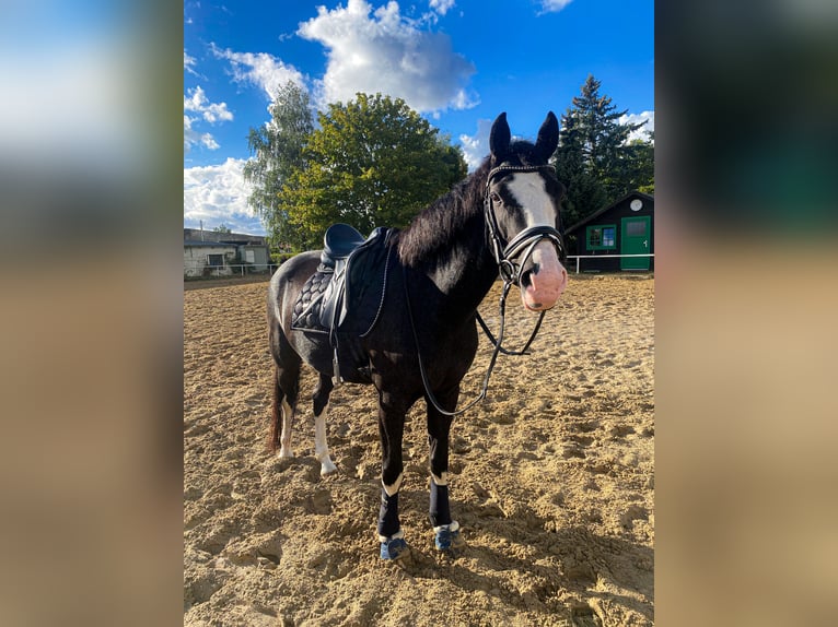German Riding Pony Mare 8 years 15.1 hh Grey-Dark-Tan in Rostock
