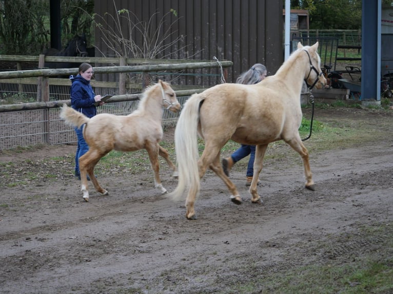 German Riding Pony Mare 8 years 15,1 hh Palomino in Dahlem Schmidtheim