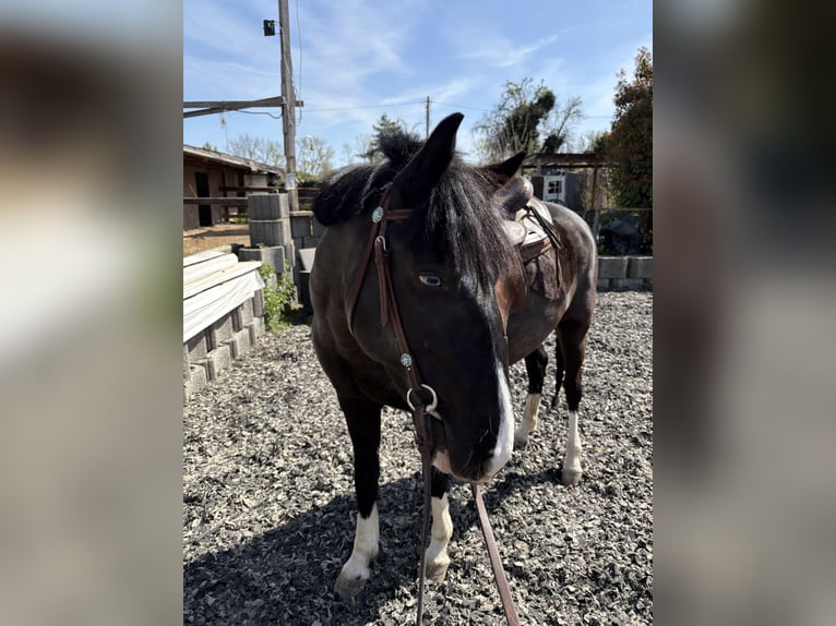 German Riding Pony Mix Mare 8 years 15 hh Black in Ludwigshafen am RheinLudwigshafen
