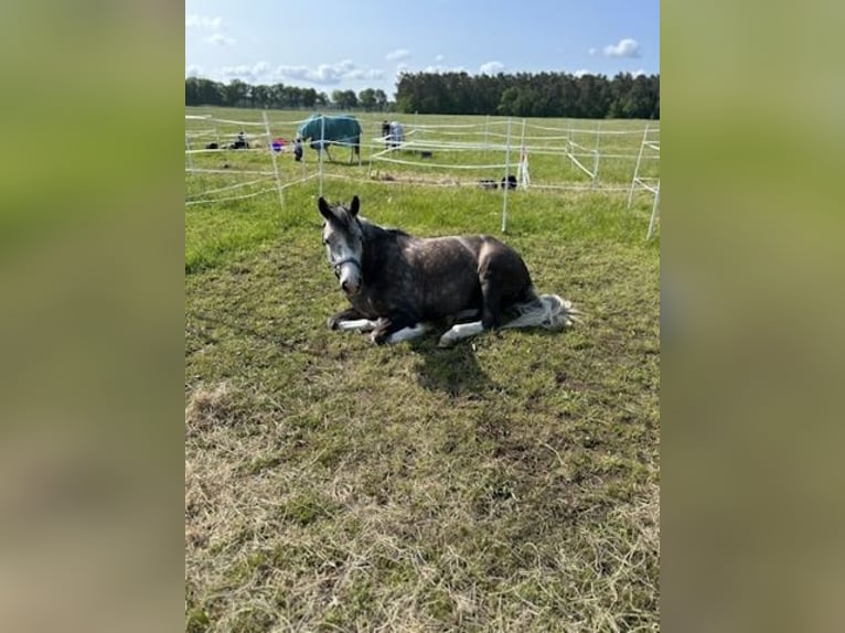 German Riding Pony Mare 8 years 15 hh Grey in Kiel