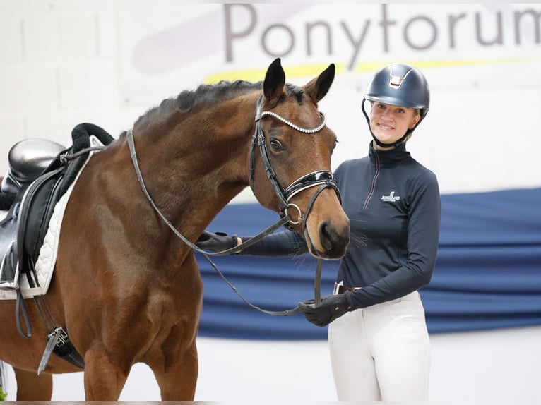 German Riding Pony Mare 8 years 15,1 hh Brown in Marsberg German Riding Pony Mare 8 years 15,1 hh Brown in Marsberg