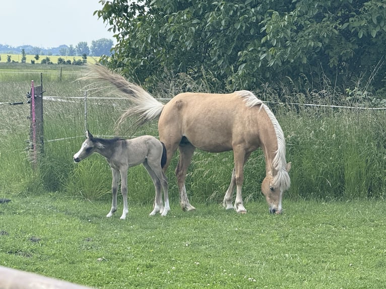 German Riding Pony Mare 8 years Palomino in Wanzleben