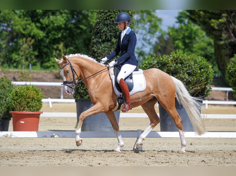 German Riding Pony Mare 8 years Palomino in Waldbröl