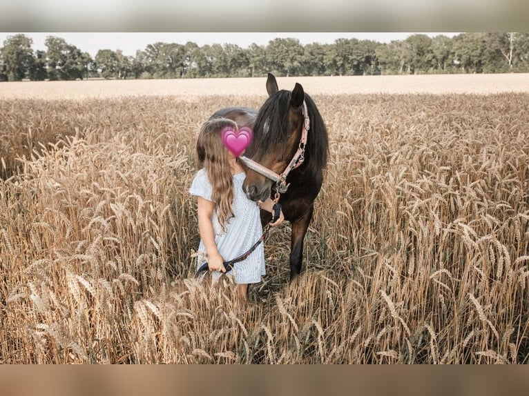 German Riding Pony Mare 9 years 11,2 hh Bay-Dark in Bremerv&#xF6;rde