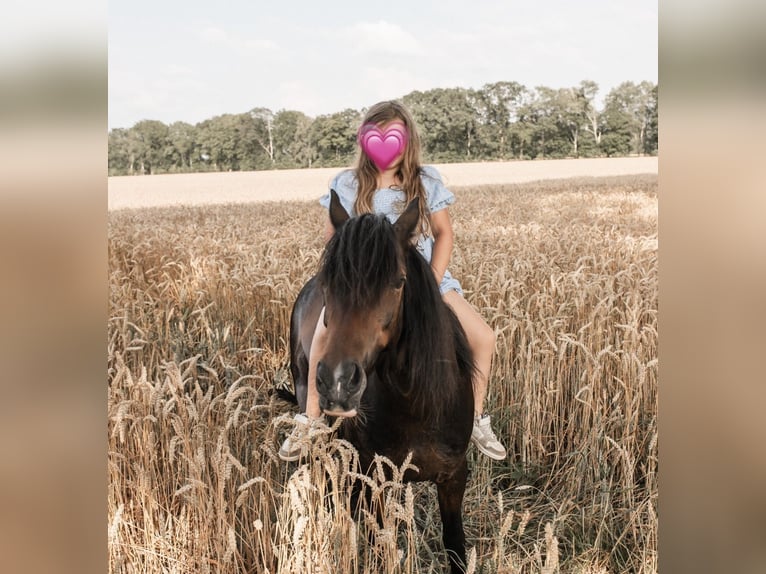 German Riding Pony Mare 9 years 11,2 hh Bay-Dark in Bremerv&#xF6;rde