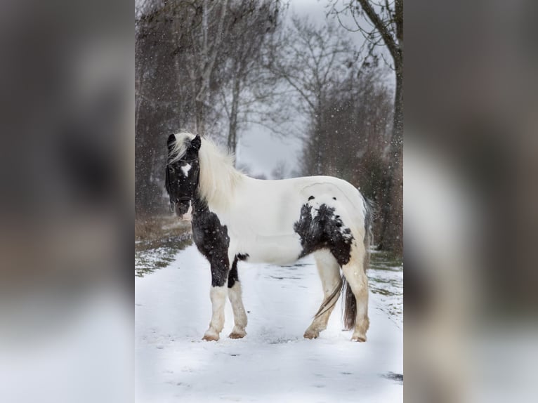 German Riding Pony Mix Mare 9 years 11,2 hh Leopard-Piebald in Gelchsheim