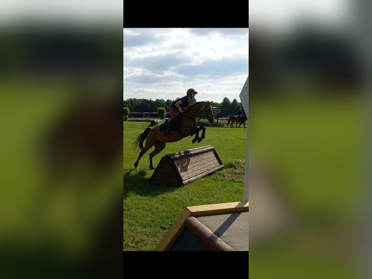 German Riding Pony Mare 9 years 13,1 hh Dun in Schmallenberg