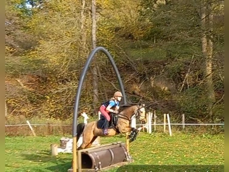 German Riding Pony Mare 9 years 13,1 hh Dun in Schmallenberg