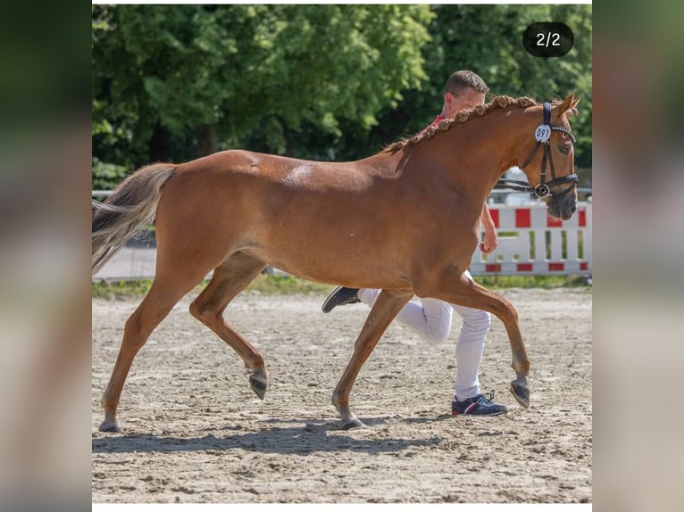 German Riding Pony Mare 9 years 13.2 hh Chestnut-Red in Lübbecke