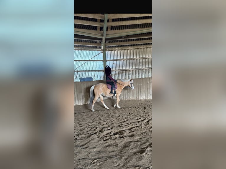 German Riding Pony Mare 9 years 13.2 hh Palomino in Stahnsdorf