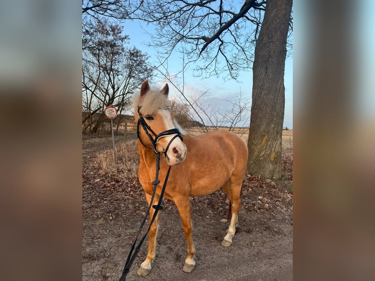 German Riding Pony Mare 9 years 13.2 hh Palomino in Stahnsdorf