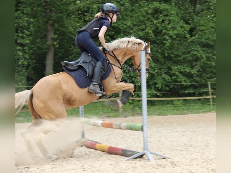 German Riding Pony Mare 9 years 13,2 hh Palomino in Rheine