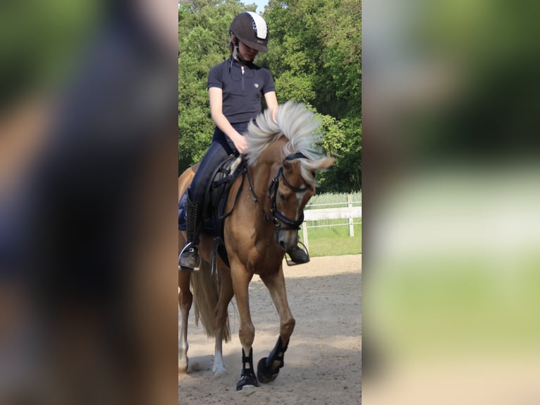 German Riding Pony Mare 9 years 13,2 hh Palomino in Rheine