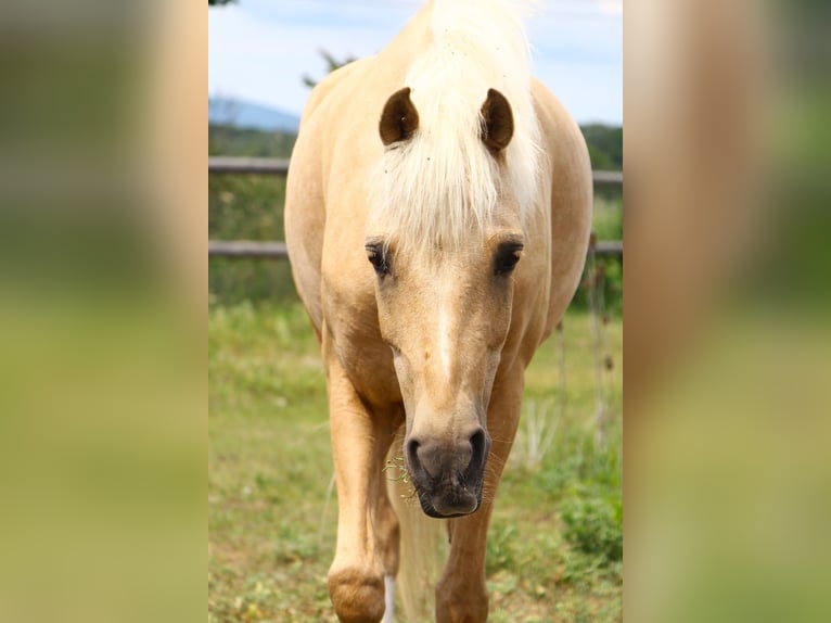 German Riding Pony Mare 9 years 13.3 hh Palomino in Kirchheim