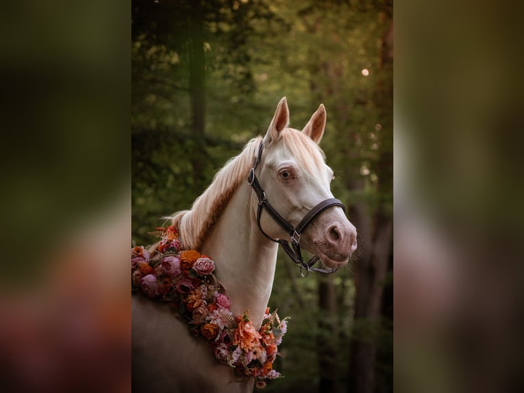 German Riding Pony Mare 9 years 13.3 hh Perlino in Malderen