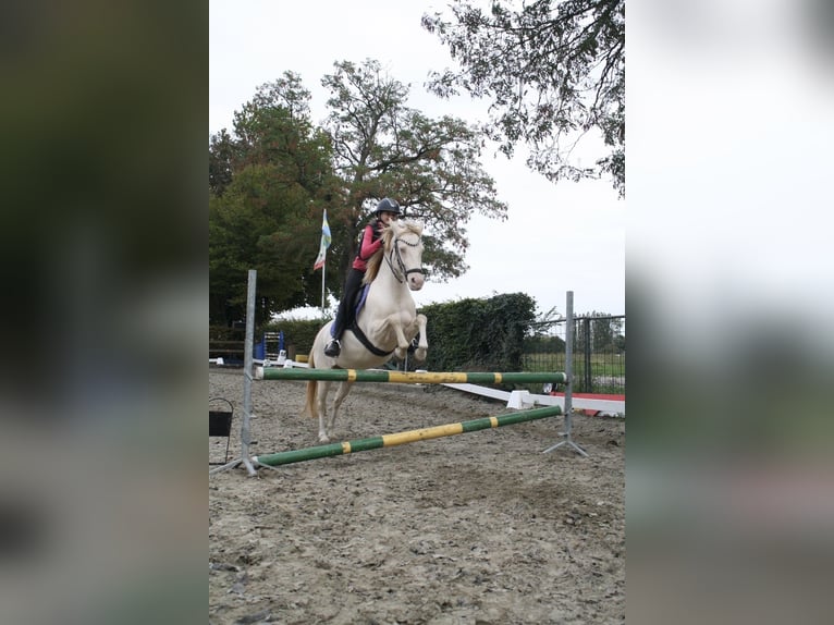 German Riding Pony Mare 9 years 13.3 hh Perlino in Malderen