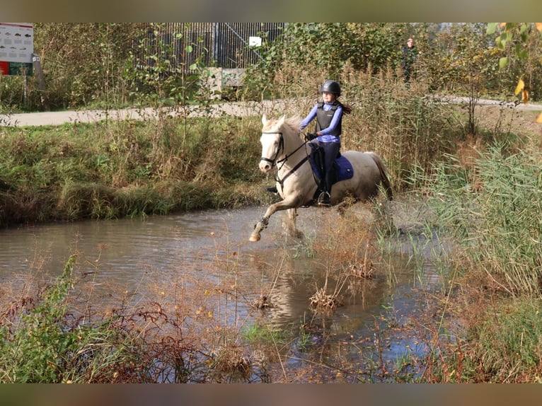 German Riding Pony Mare 9 years 13.3 hh Perlino in Malderen