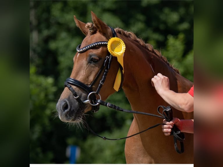 German Riding Pony Mare 9 years 13,2 hh Chestnut-Red in Lübbecke
