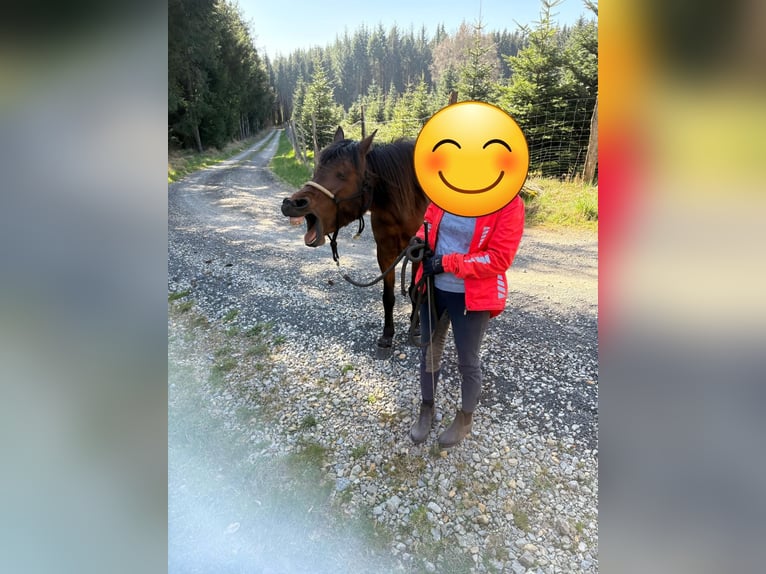German Riding Pony Mare 9 years 13,3 hh Brown in Grebenhain