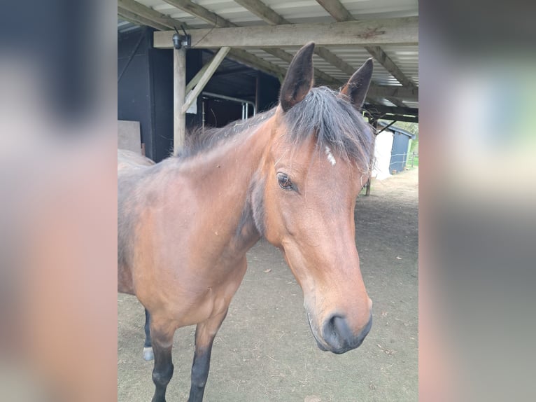 German Riding Pony Mare 9 years 13,3 hh Brown in Grebenhain