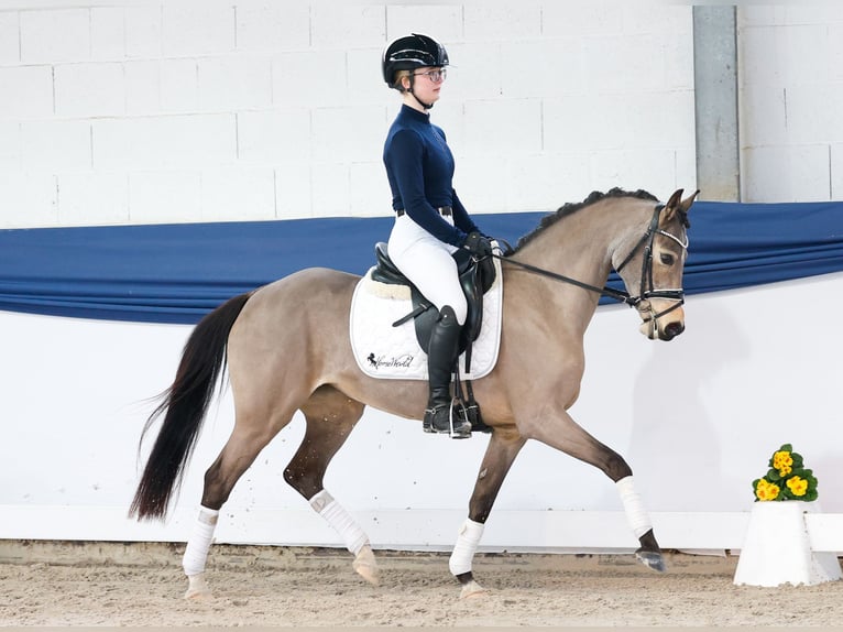 German Riding Pony Mare 9 years 13,3 hh Dun in Marsberg