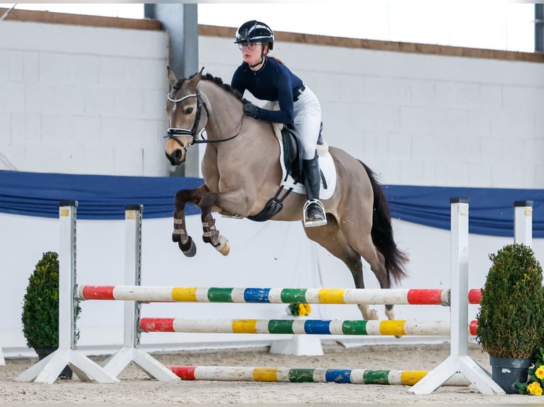 German Riding Pony Mare 9 years 13,3 hh Dun in Marsberg