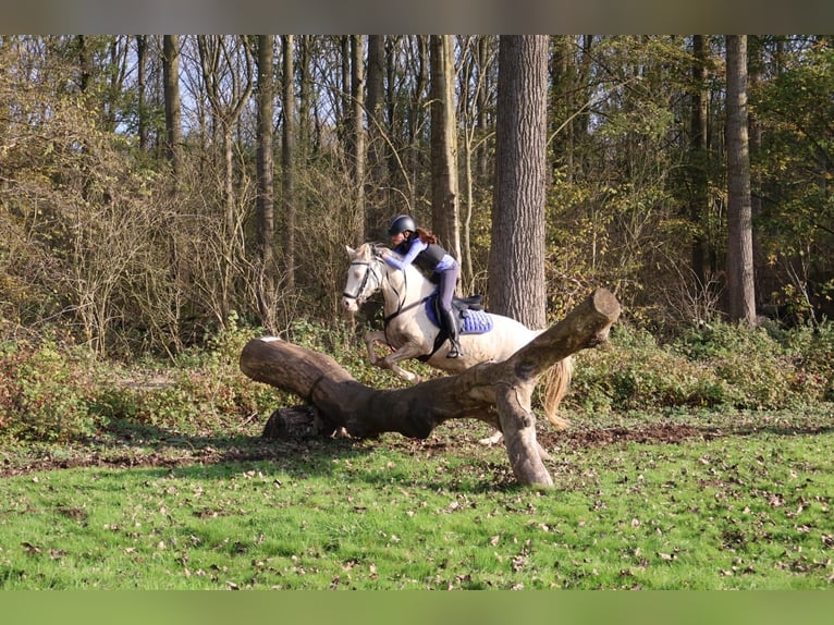 German Riding Pony Mare 9 years 13,3 hh Perlino in Malderen