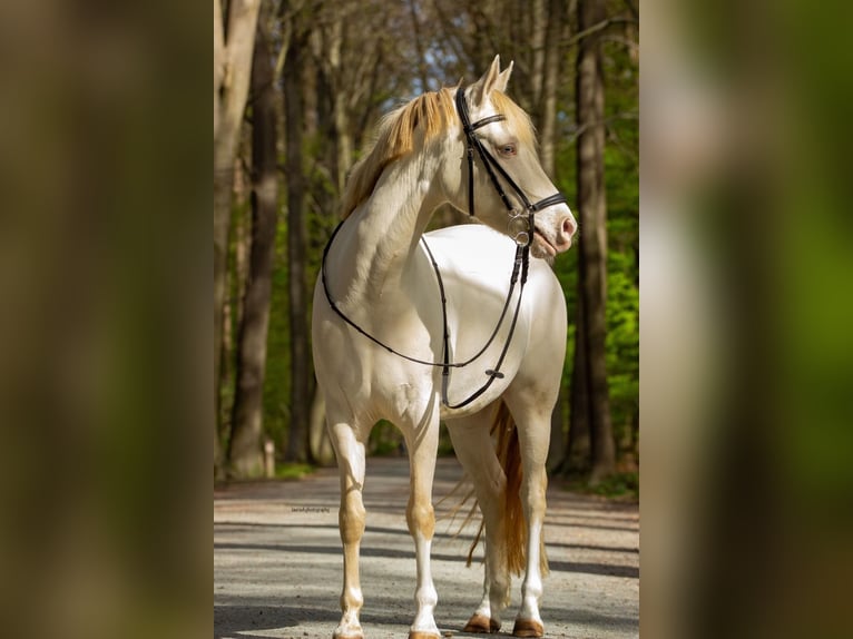 German Riding Pony Mare 9 years 13,3 hh Perlino in Malderen