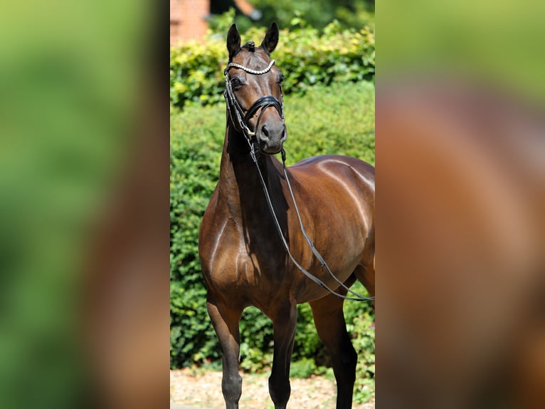 German Riding Pony Mare 9 years 14,1 hh Bay-Dark in Rehburg-Loccum